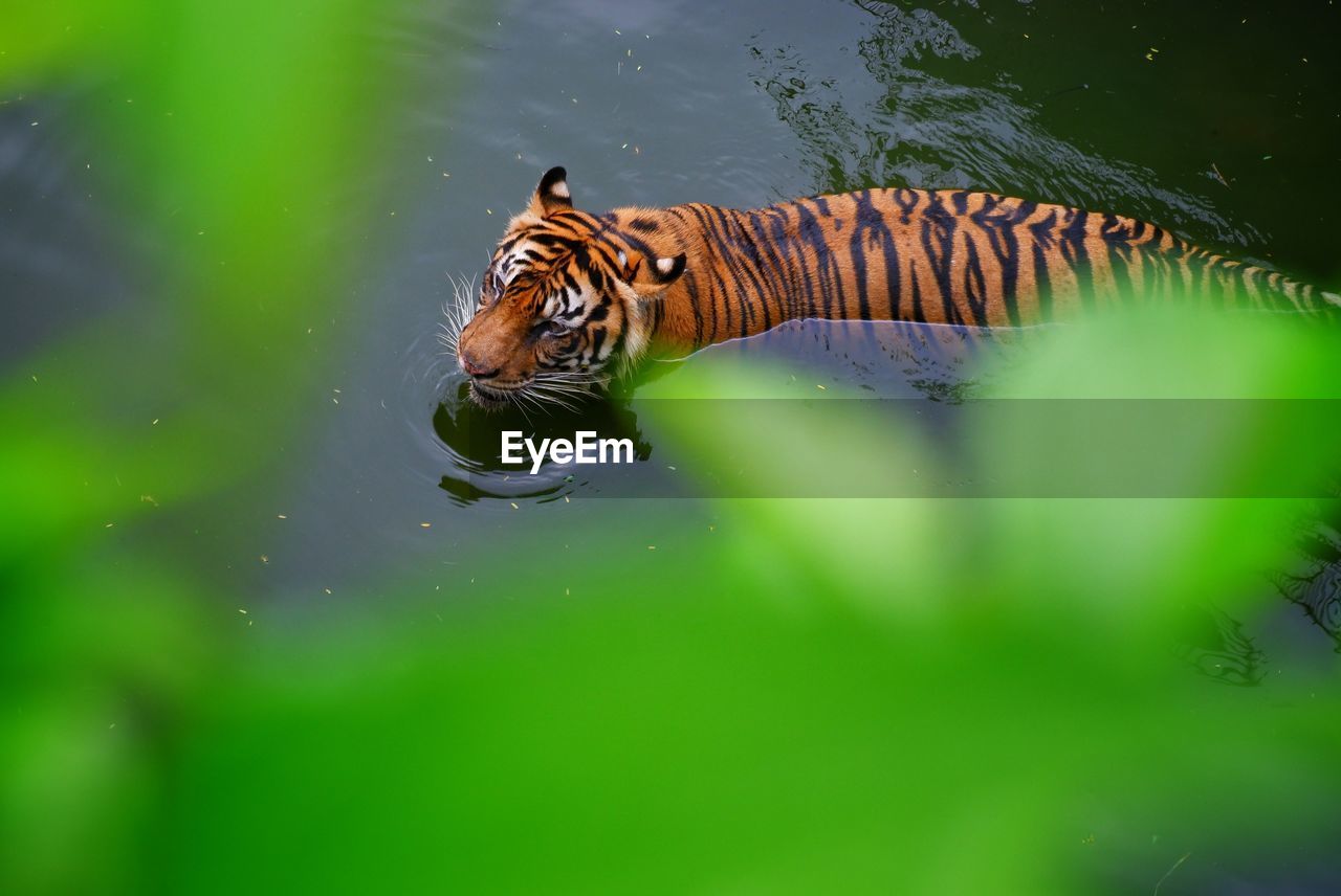 high angle view of tiger