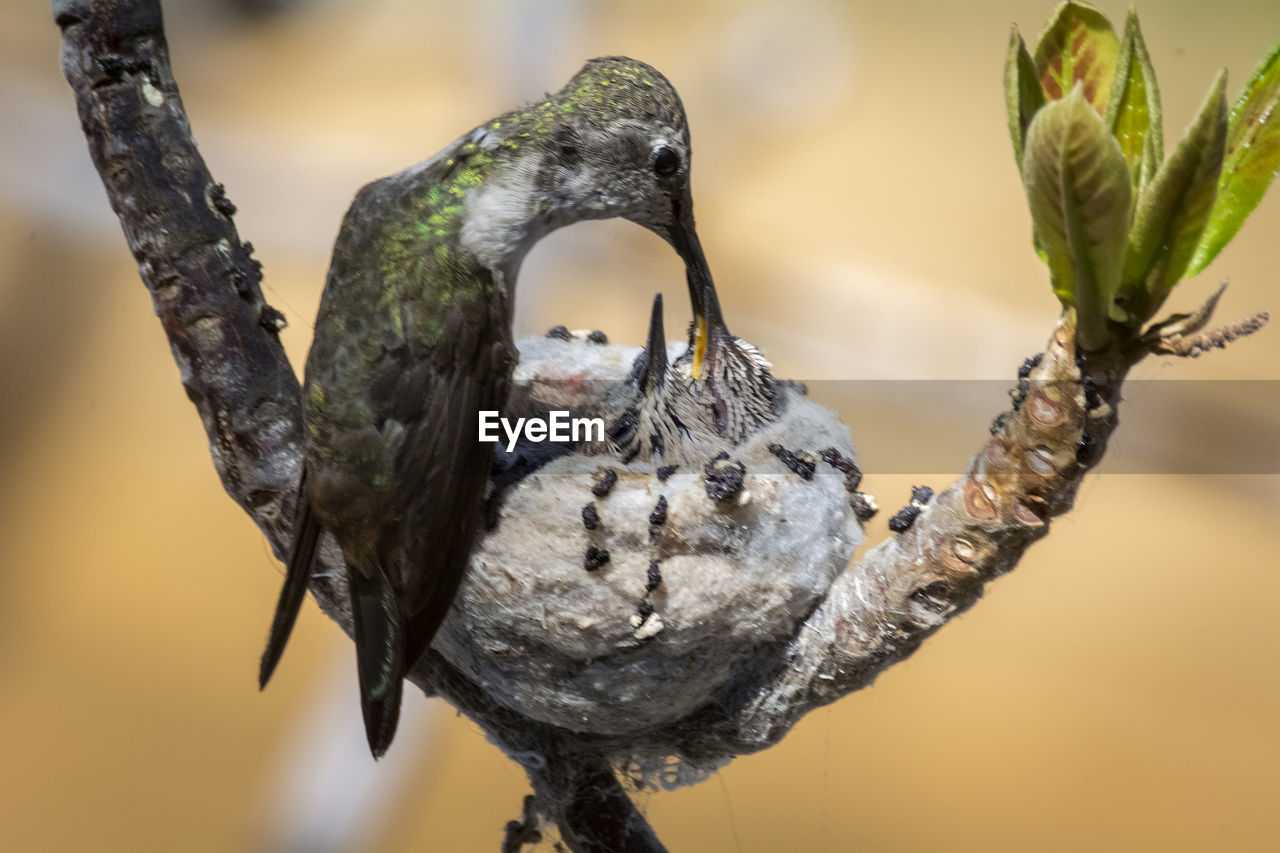 CLOSE-UP OF BIRDS PERCHING ON BRANCH