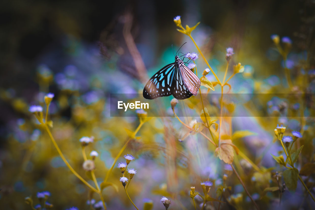 CLOSE-UP OF BUTTERFLY ON PURPLE FLOWER