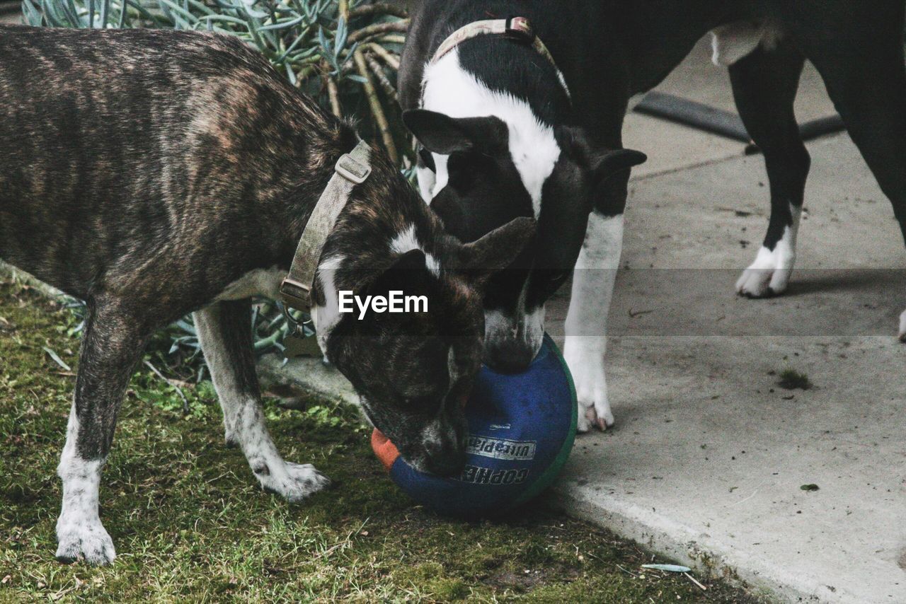 Close-up of dogs playing with a ball