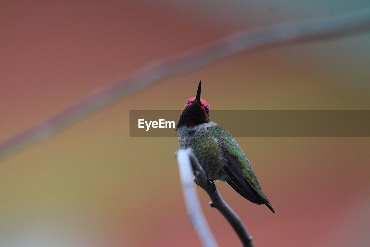 Bird perching on a branch