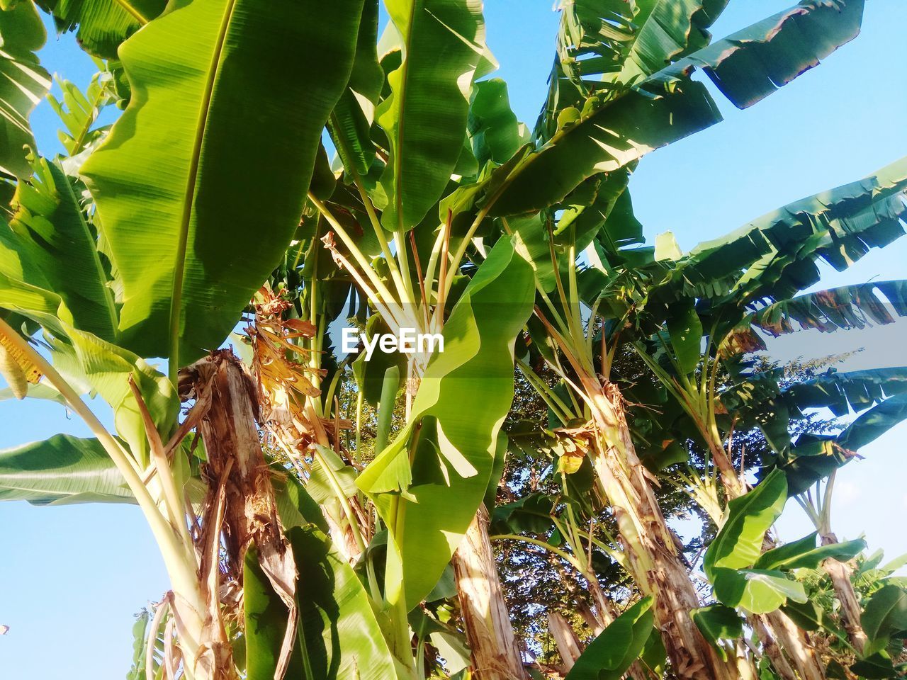 LOW ANGLE VIEW OF A PLANT