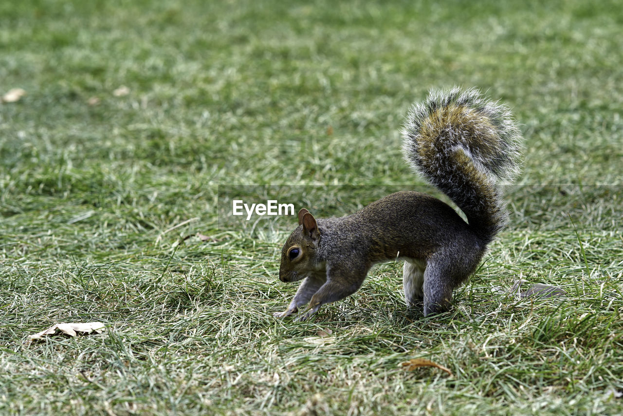 Side view of squirrel on land
