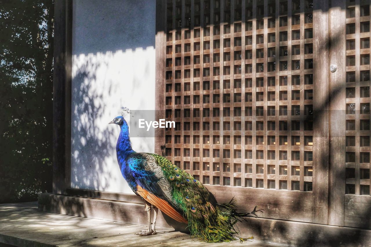 CLOSE-UP OF PEACOCK PERCHING ON BUILDING