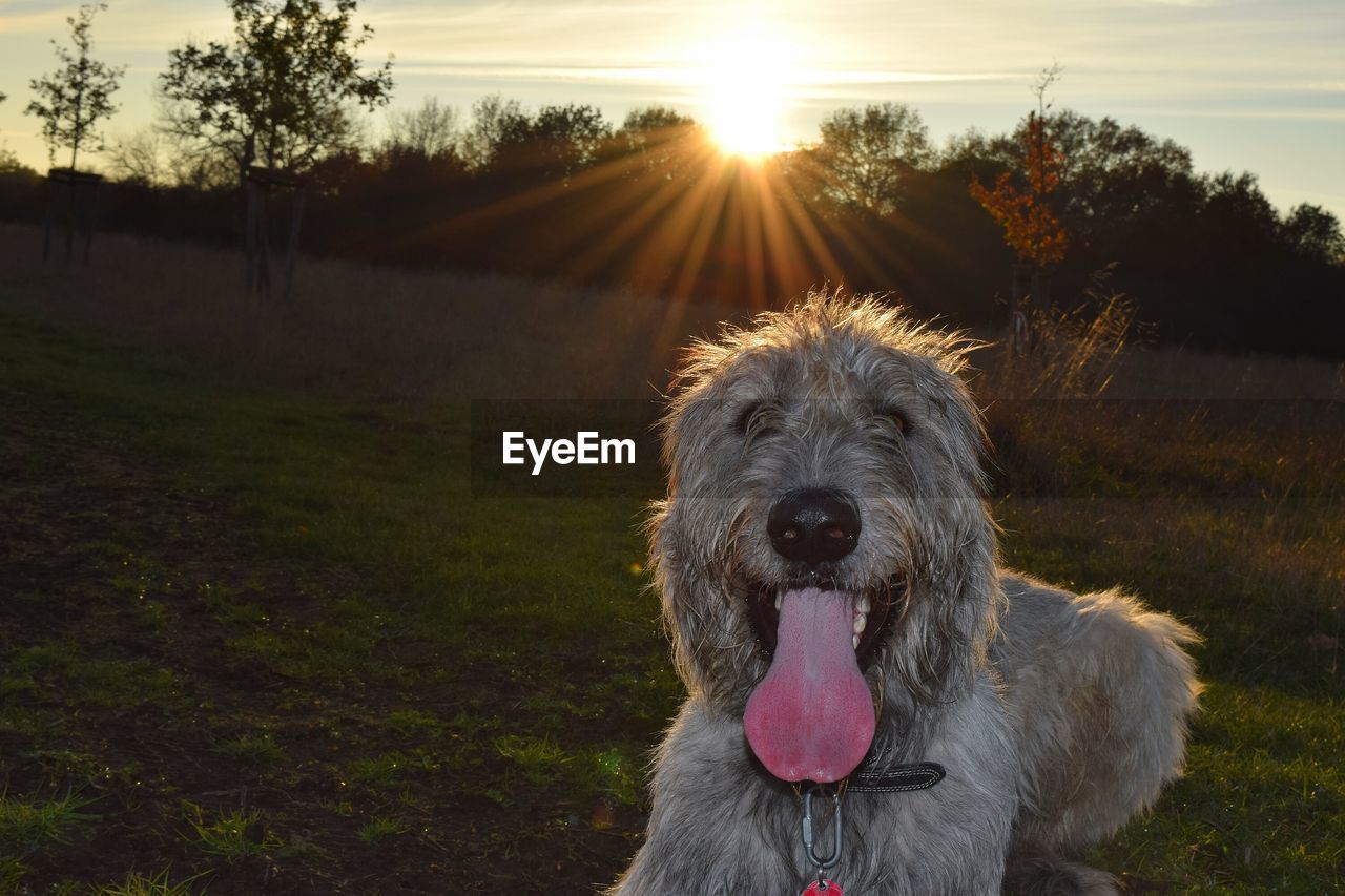 CLOSE-UP OF DOG ON FIELD