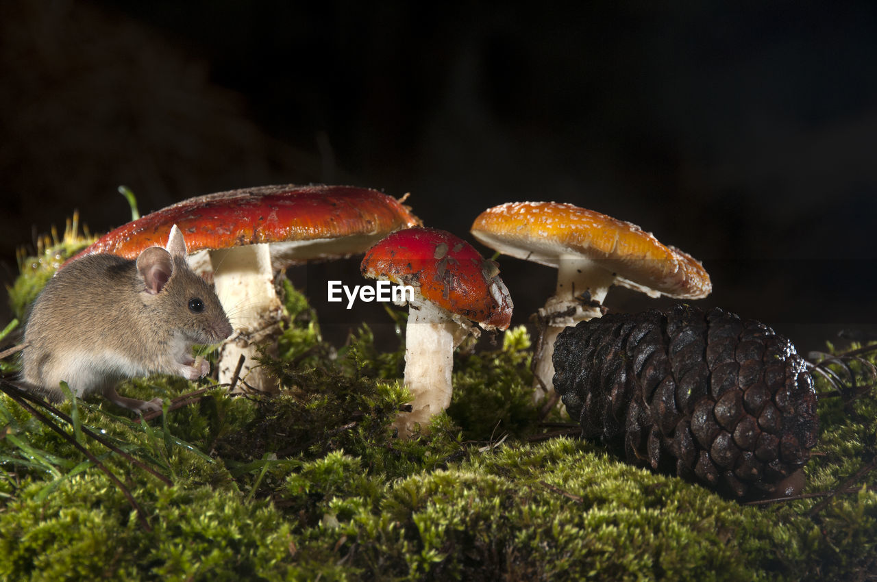 CLOSE-UP OF MUSHROOM ON FIELD