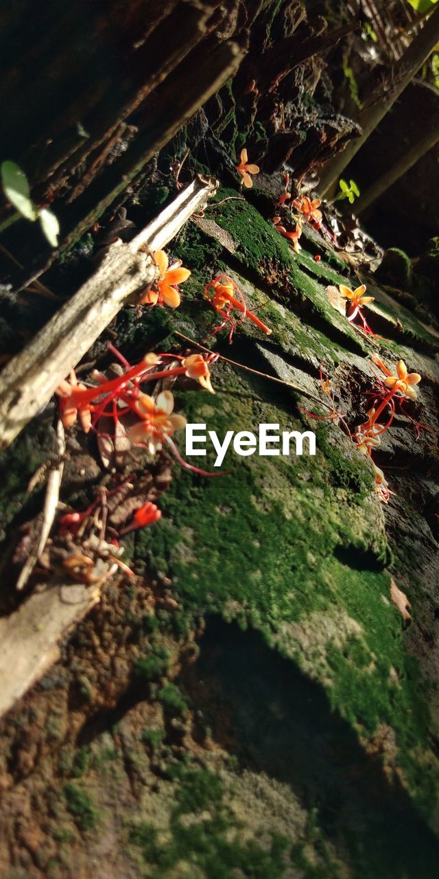 HIGH ANGLE VIEW OF A WOOD