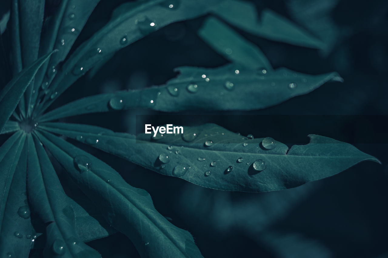 Close-up of raindrops on leaves