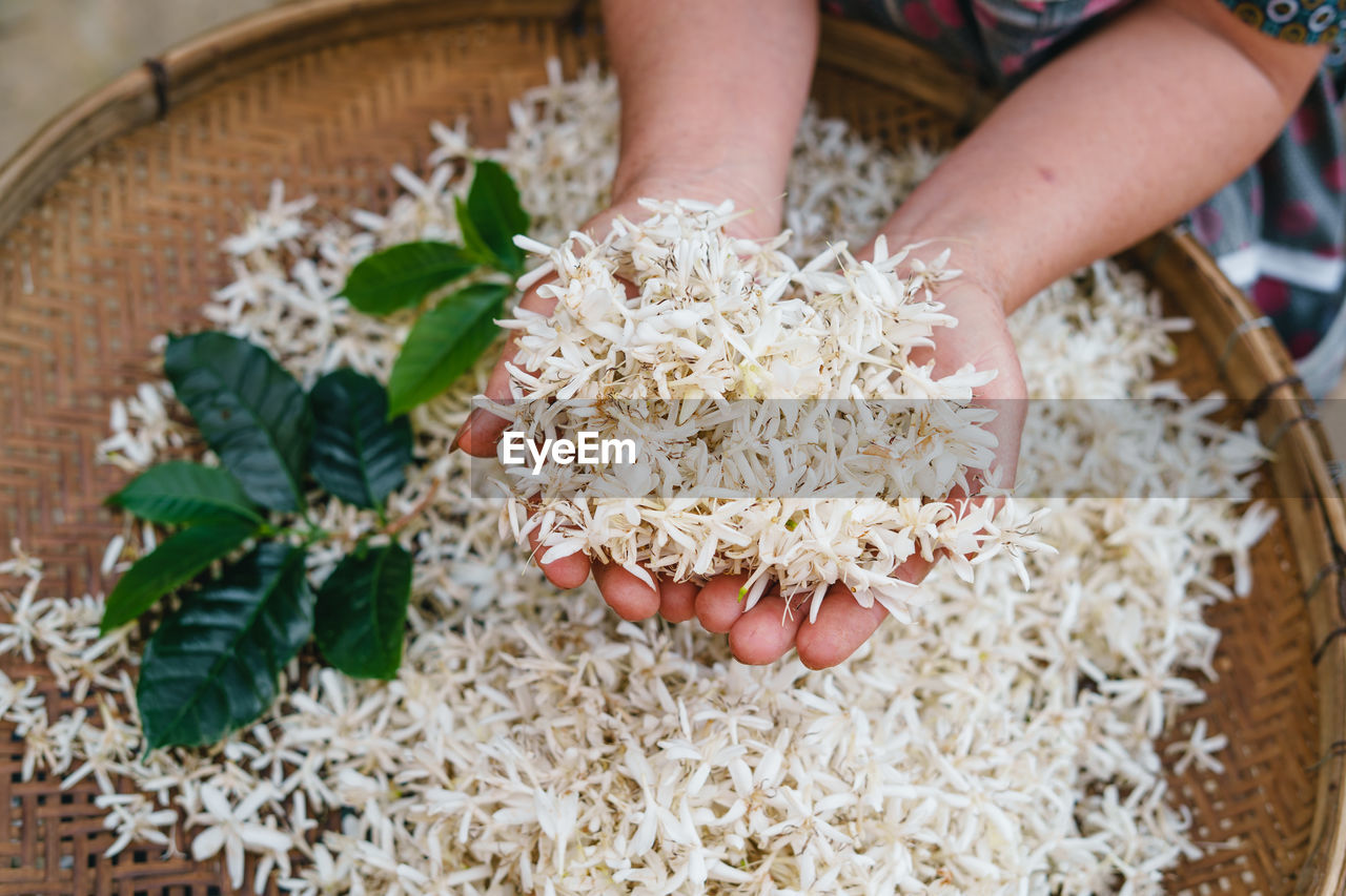 food, food and drink, one person, freshness, hand, healthy eating, wellbeing, dish, cuisine, plant, adult, rice - food staple, ingredient, herb, nature, agriculture, high angle view, vegetable, holding, business, indoors, organic, bowl, close-up, raw food