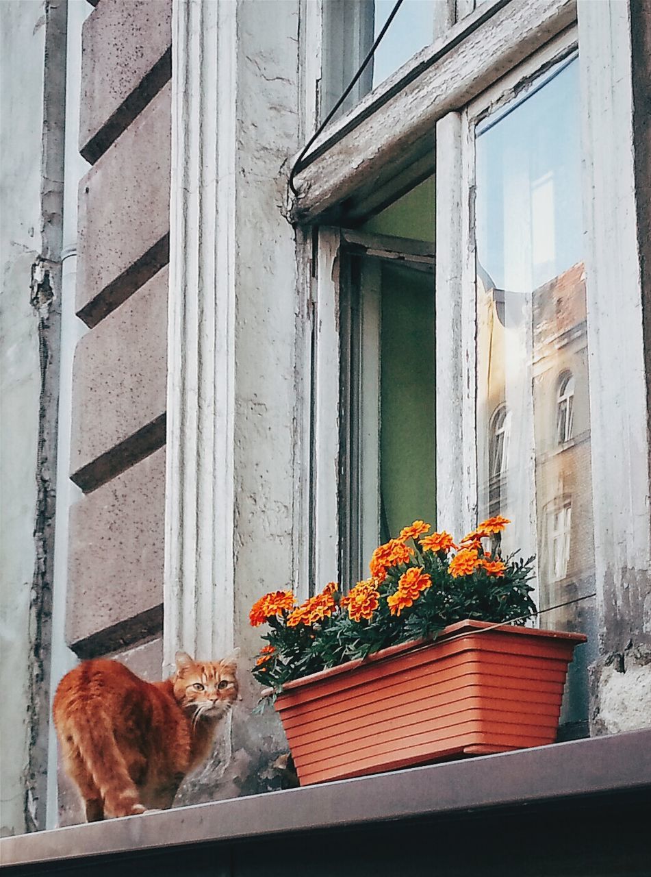 Cat near house window