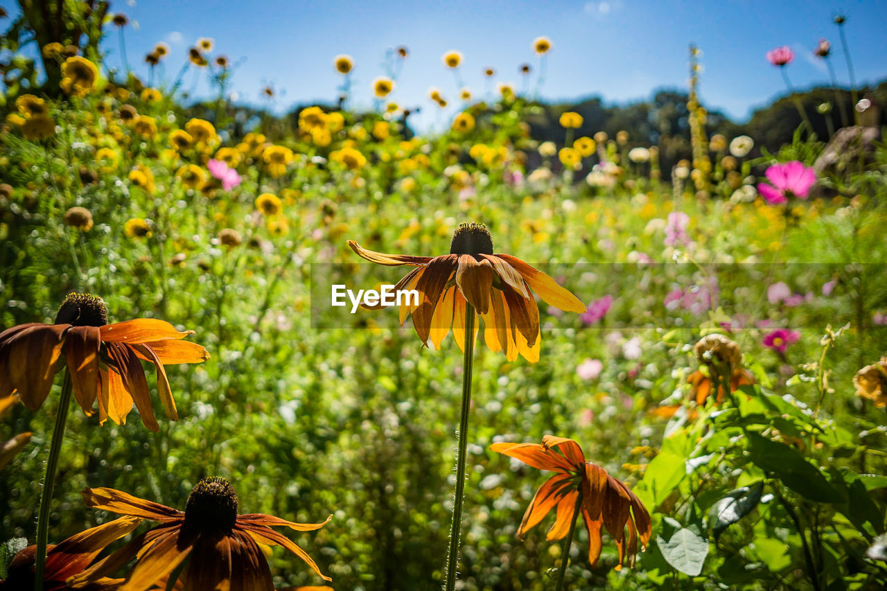 Close-up of yellow flowering plant against sky