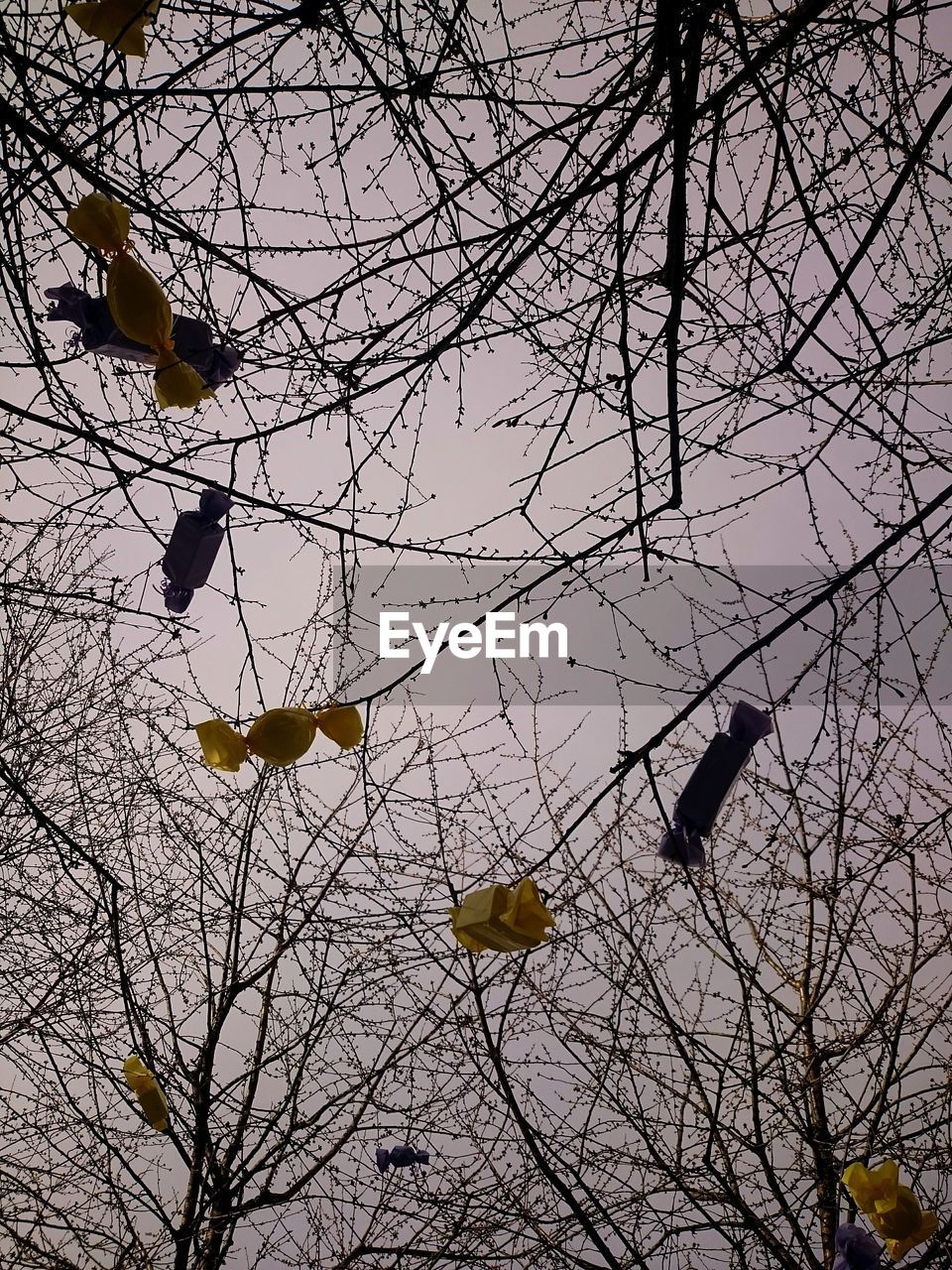 LOW ANGLE VIEW OF BIRD ON BRANCH