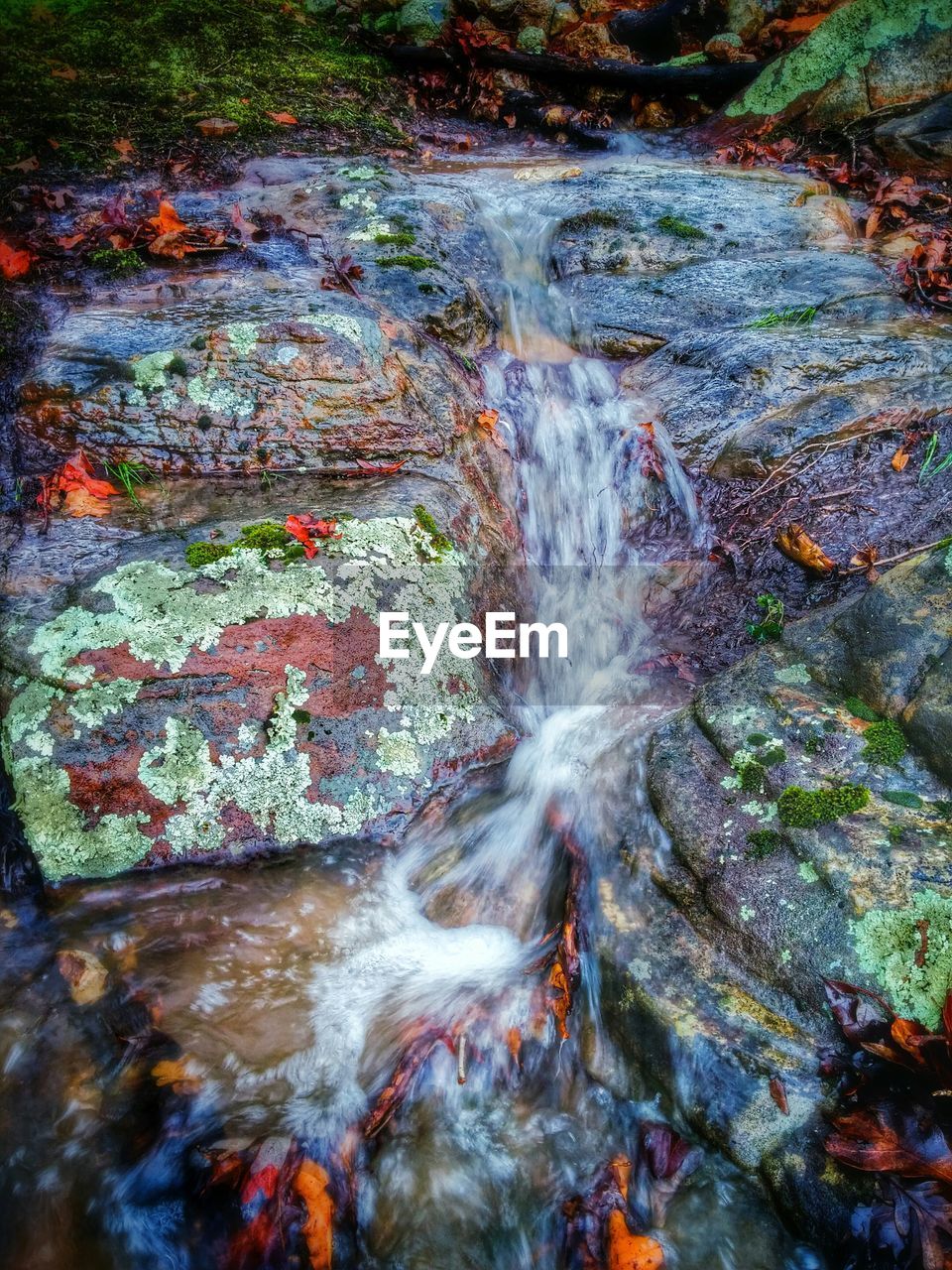 Stream flowing in forest