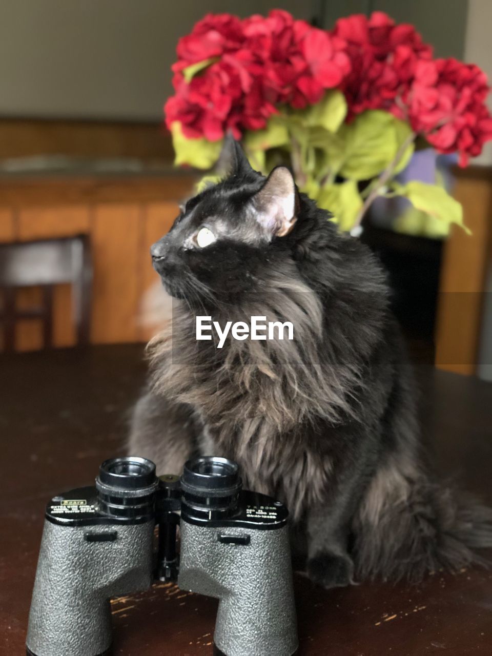 CLOSE-UP PORTRAIT OF CAT SITTING ON FLOOR