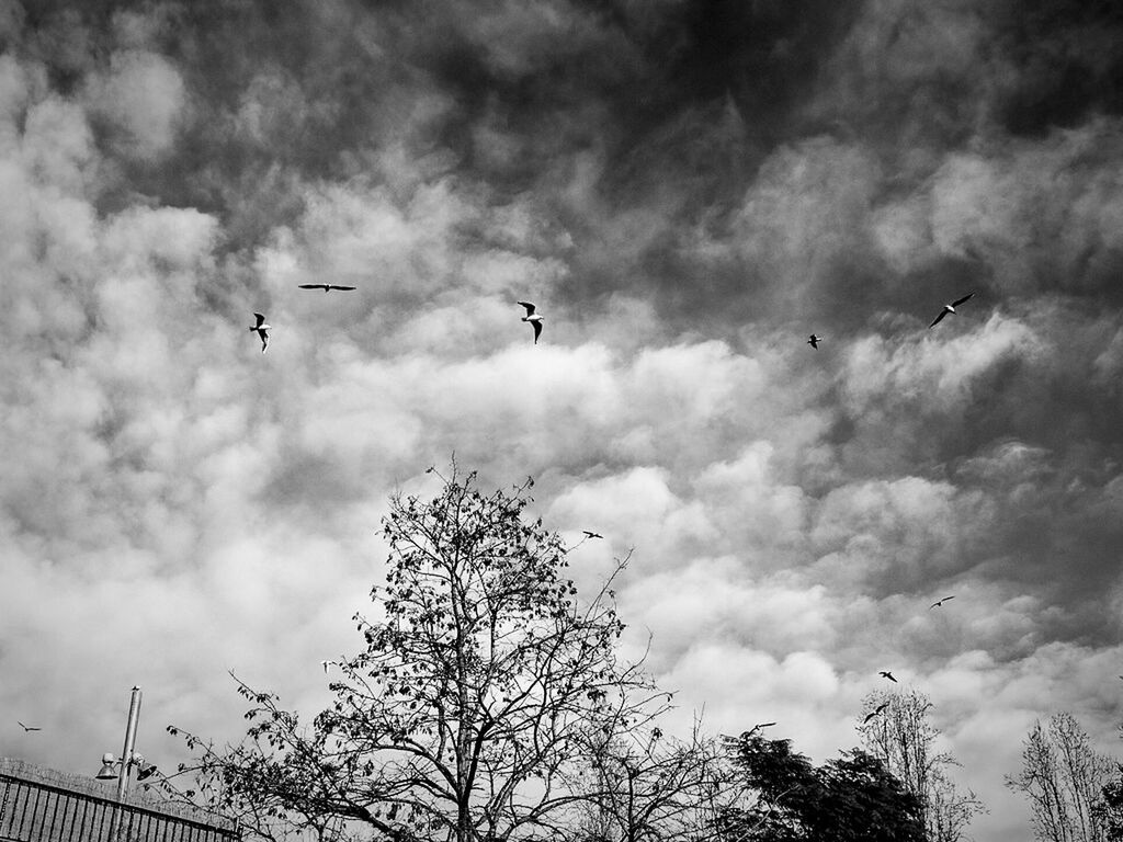Low angle view of trees and birds against cloudy sky
