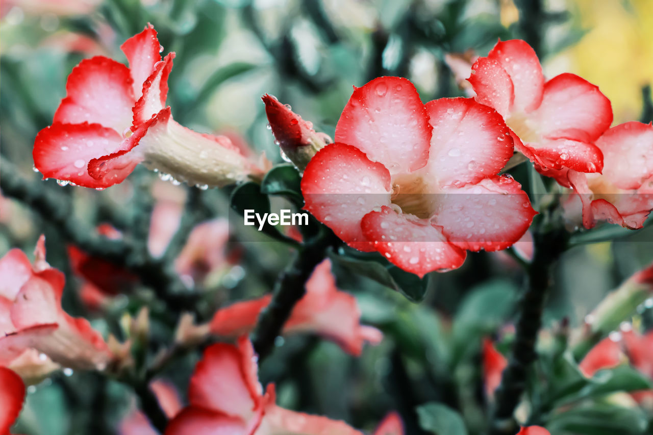 Close-up of wet red flowering plant