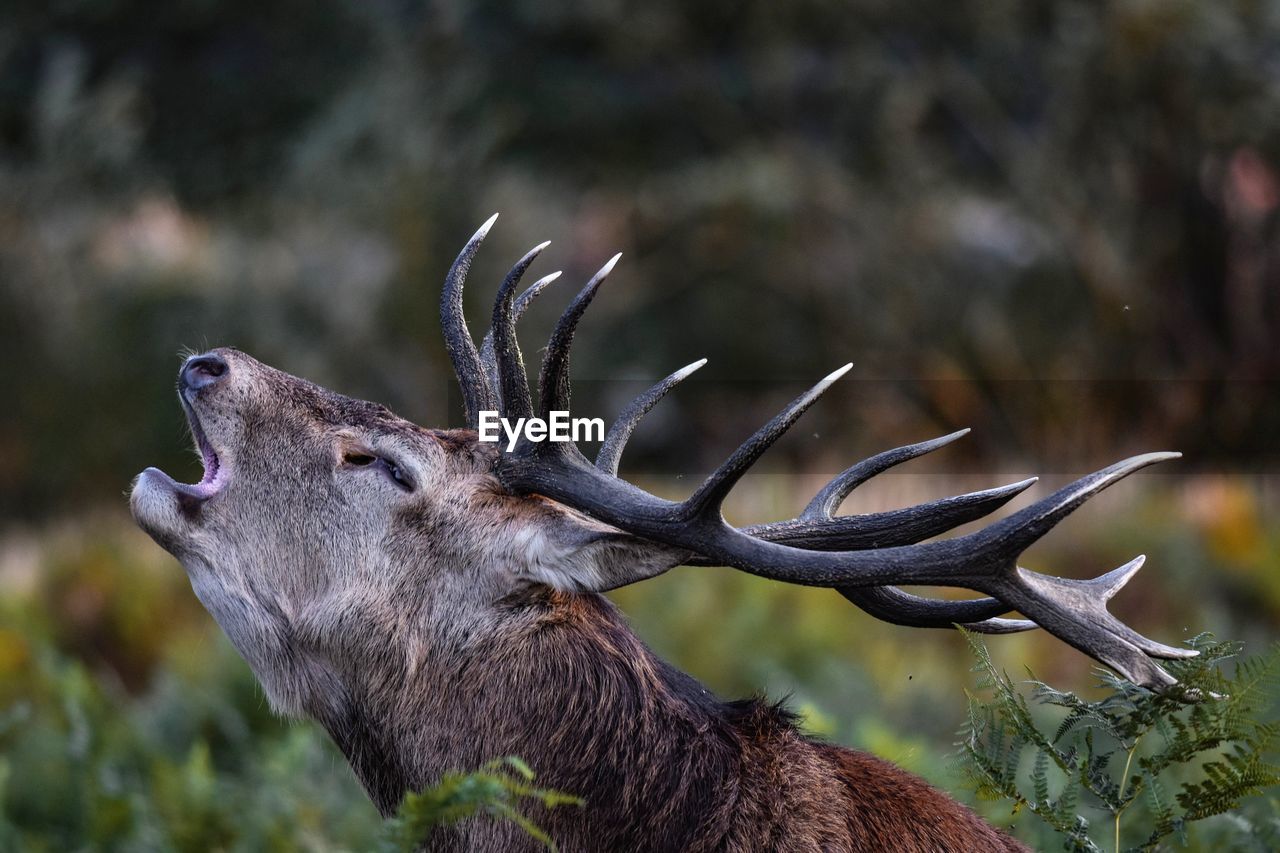 CLOSE-UP OF DEER ON FIELD DURING SUNSET