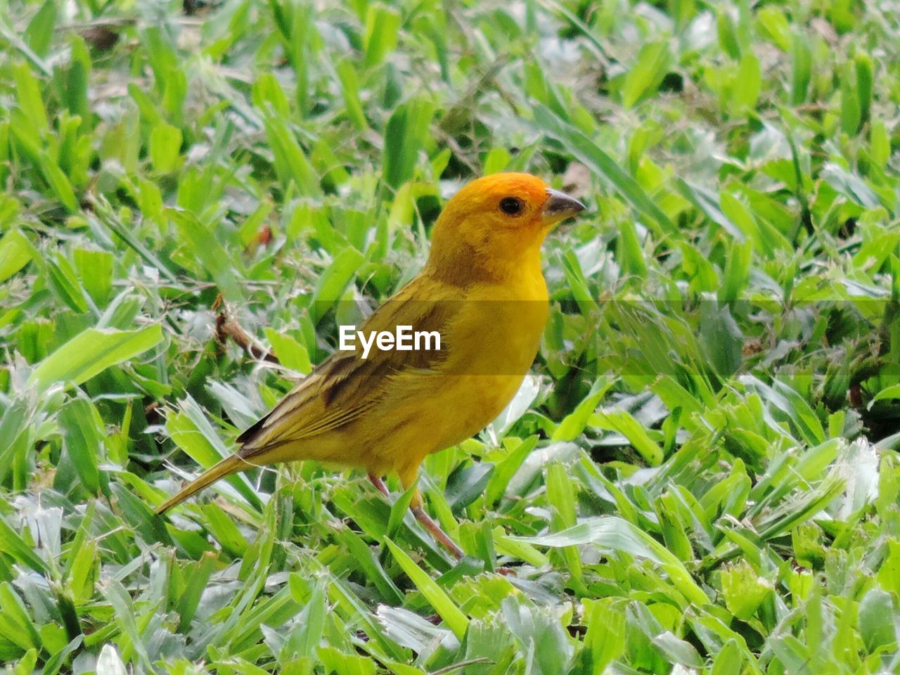 CLOSE-UP OF SPARROW ON FIELD