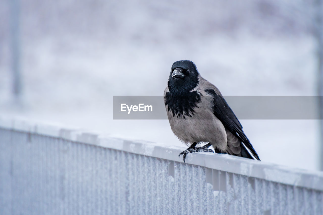 animal themes, animal, bird, animal wildlife, wildlife, blue, one animal, beak, winter, perching, day, crow-like bird, no people, railing, nature, crow, outdoors, wing, fence, black, selective focus, focus on foreground, full length, snow, raven