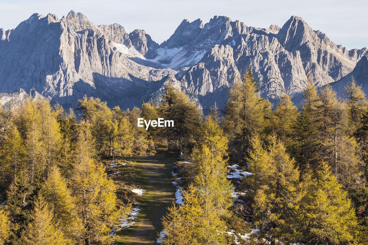 Scenic view of trees in forest during autumn