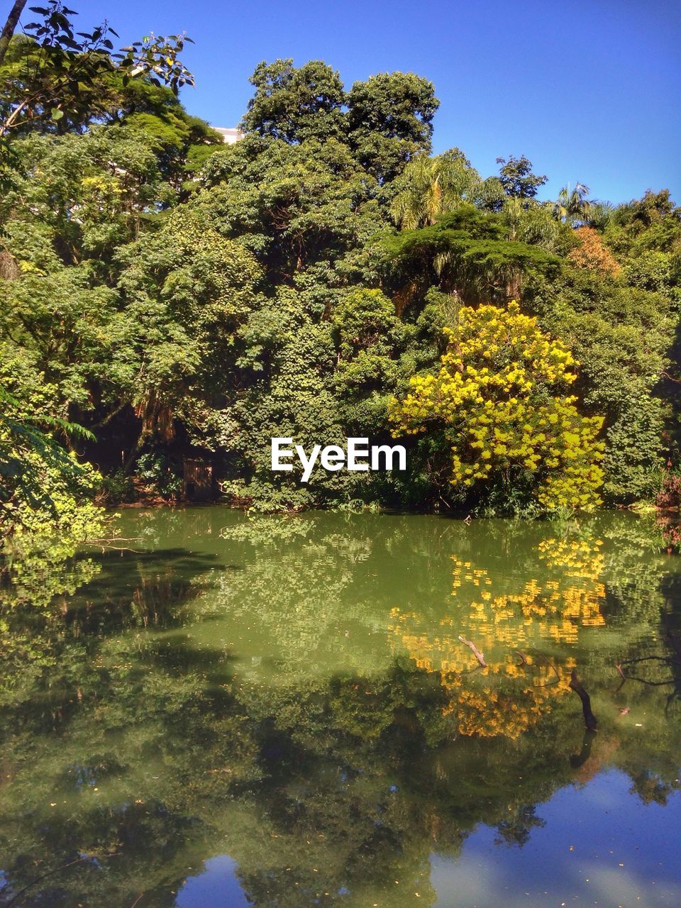 REFLECTION OF TREES ON WATER