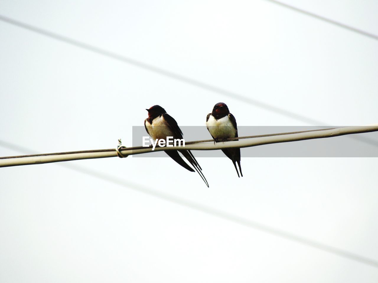 BIRDS PERCHING ON CABLE AGAINST SKY