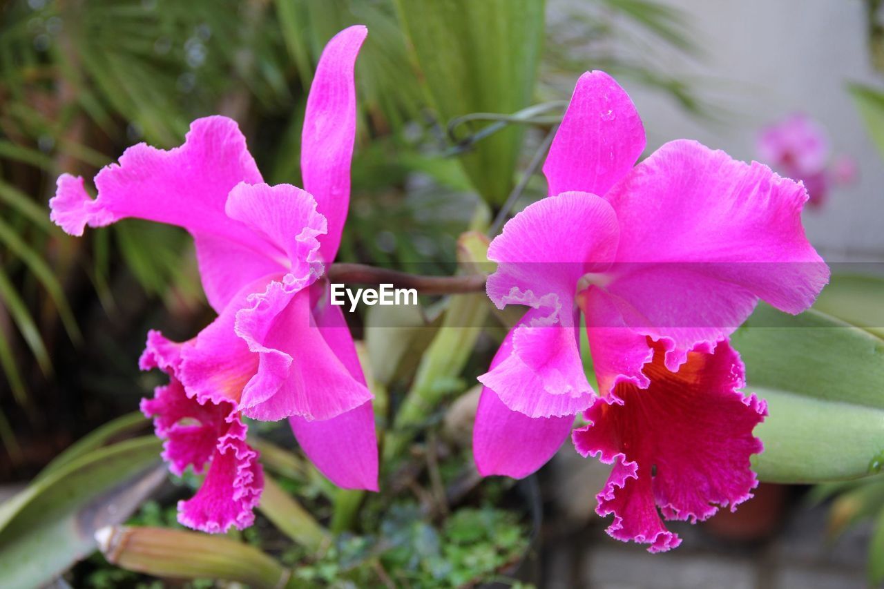 Close-up of pink flowers