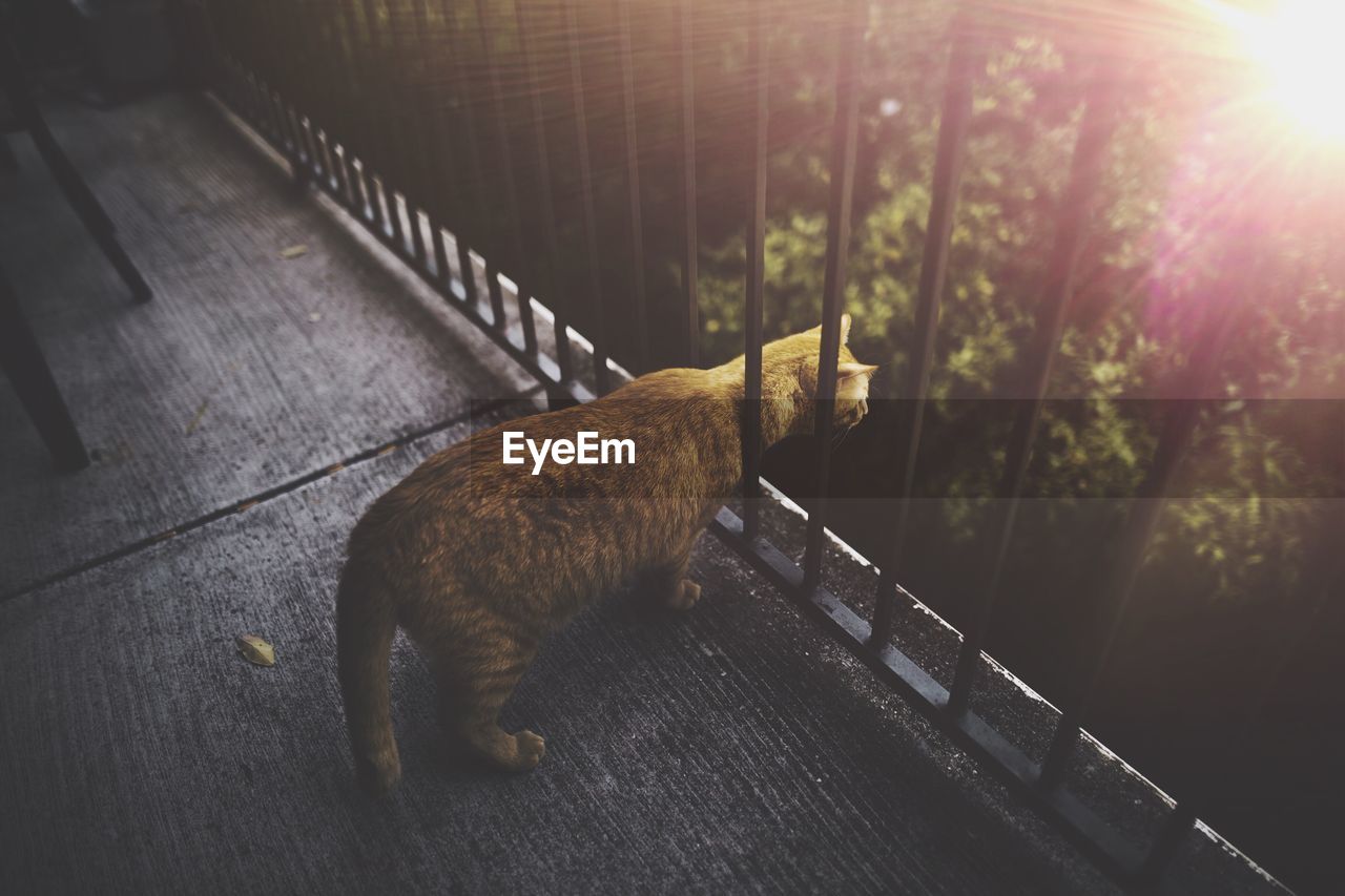 High angle view of cat peeking through balcony on sunny day