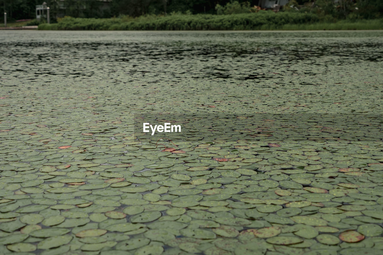 VIEW OF LEAVES FLOATING IN LAKE