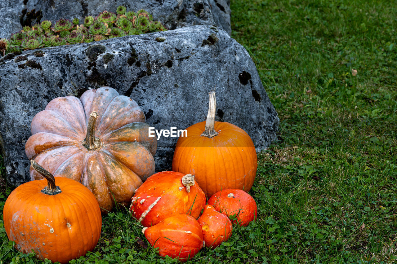 ORANGE PUMPKINS ON FIELD