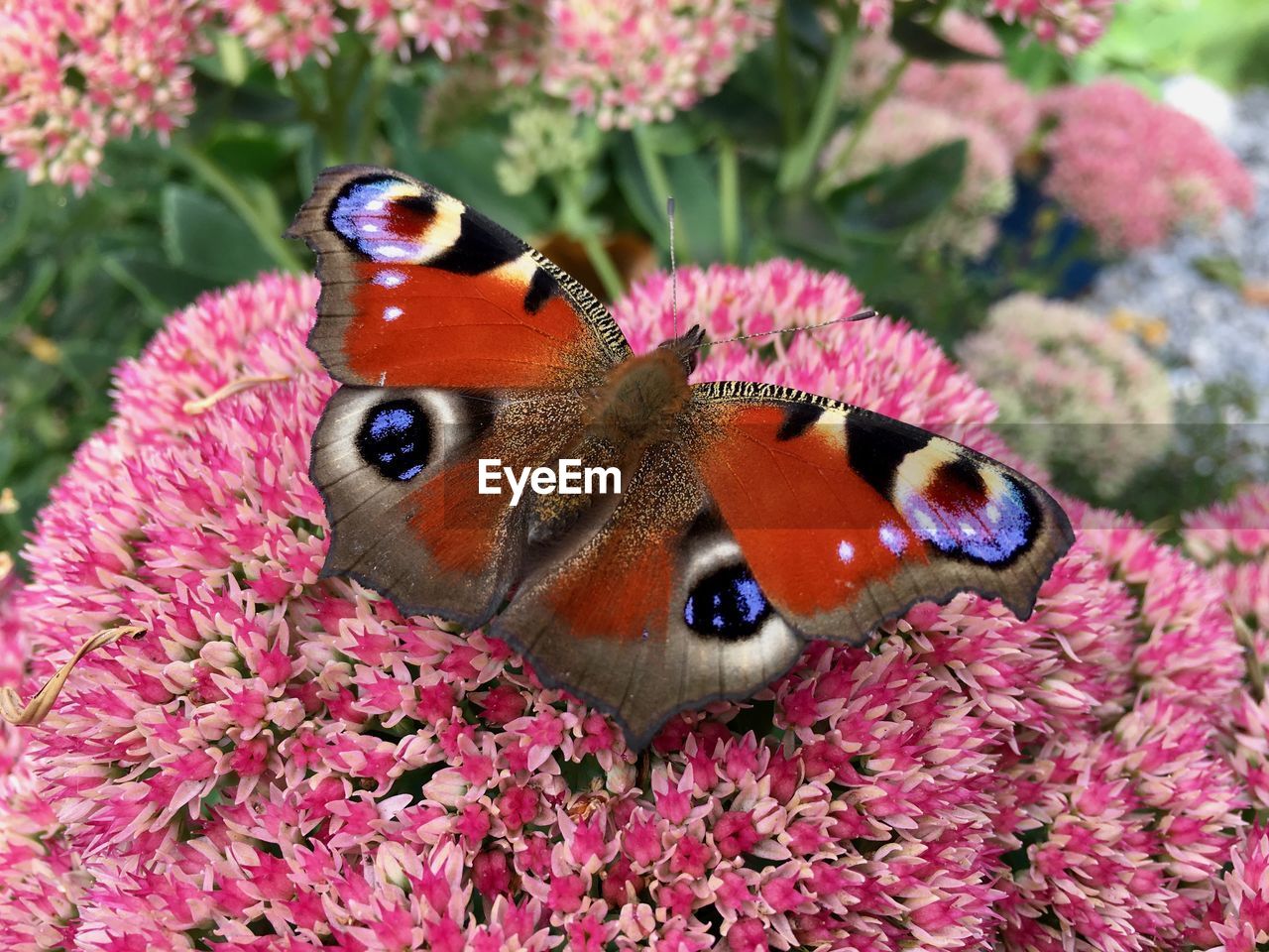 CLOSE-UP OF BUTTERFLY ON PINK FLOWER