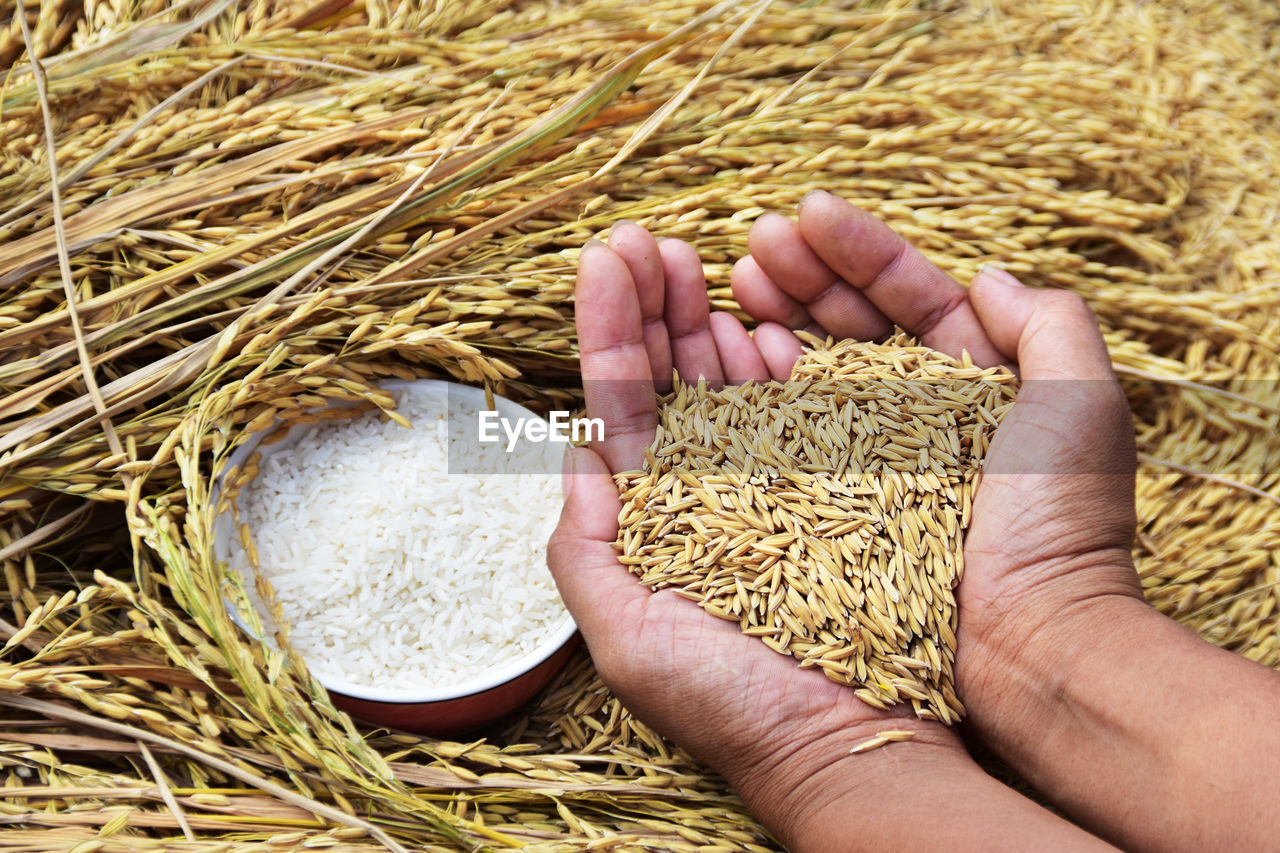 Cropped image of hands holding wheat grains by rice bowl