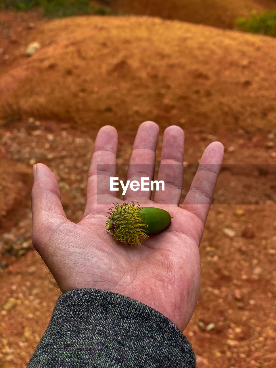 Close-up of hand holding a corn
