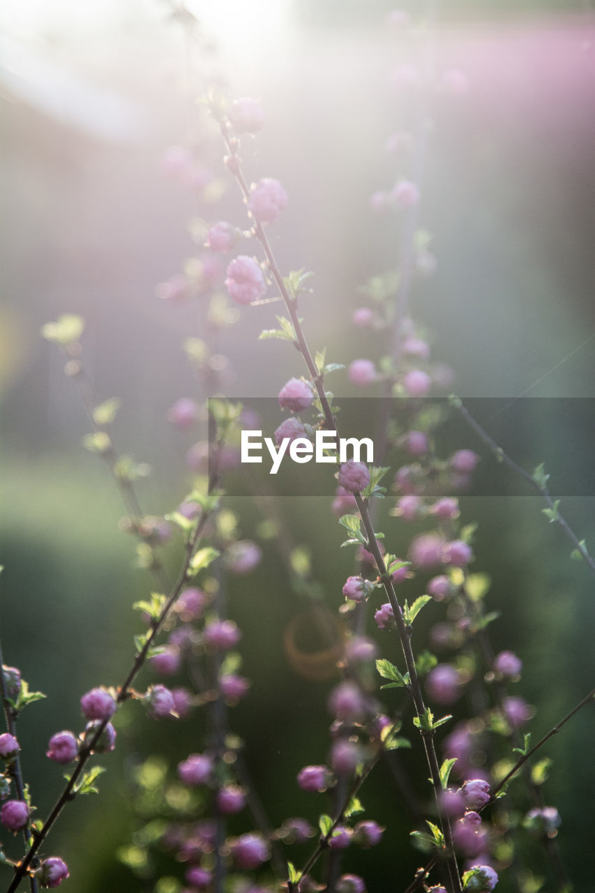 Close-up of pink flowering plant