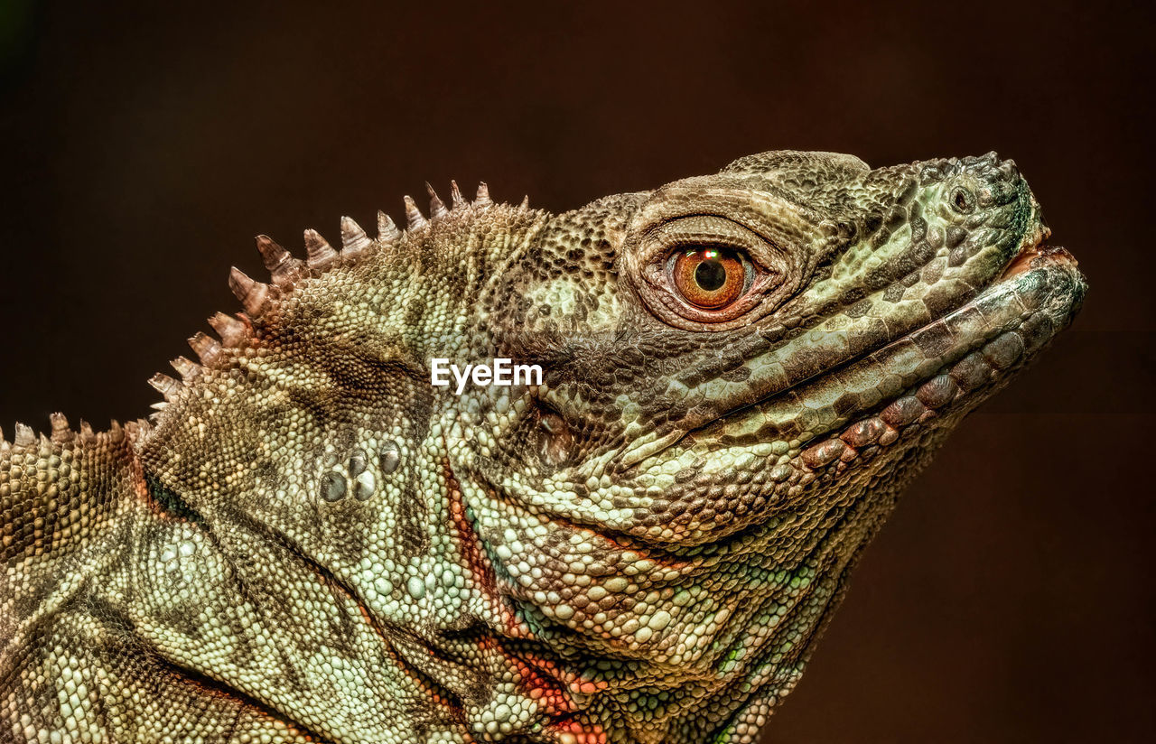 Captive philippine sailfin lizard sitting under a heat lamp gets a close up