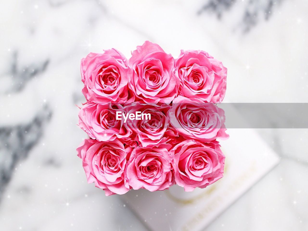 CLOSE-UP OF PINK ROSE FLOWER