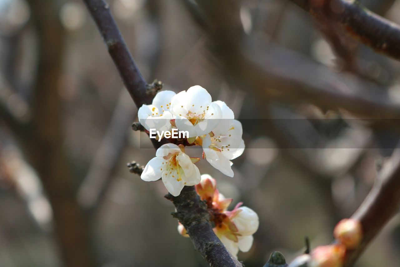 CLOSE-UP OF WHITE CHERRY BLOSSOM ON BRANCH