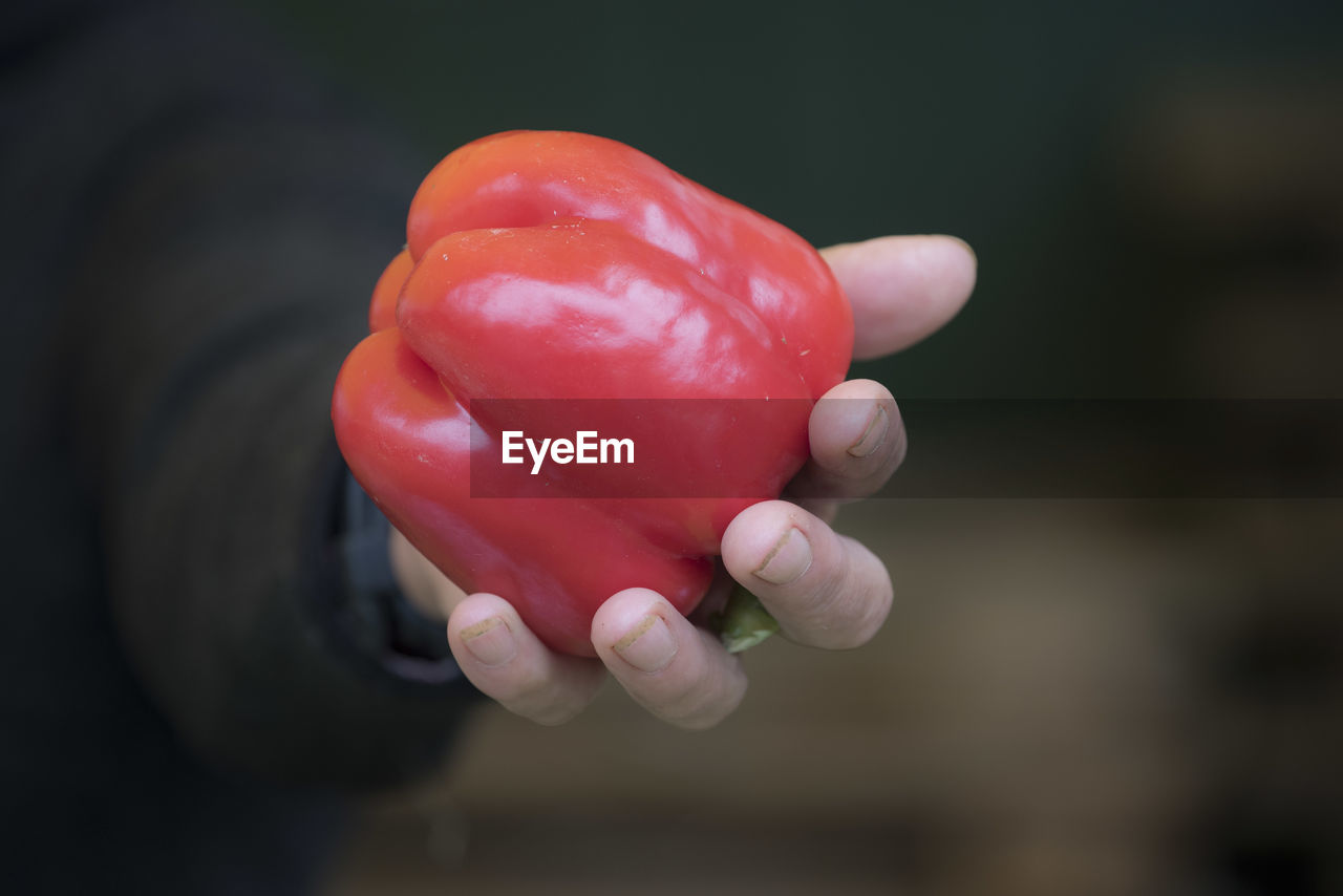 Bell pepper or paprika vegetable for cooking or eating raw