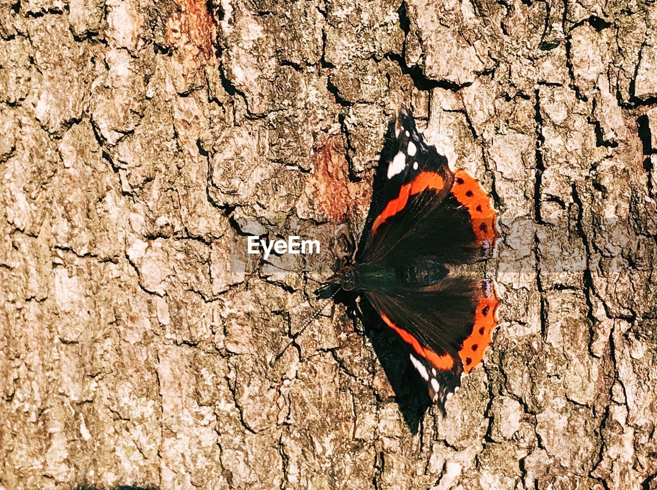 Full frame shot of tree trunk with butterfly