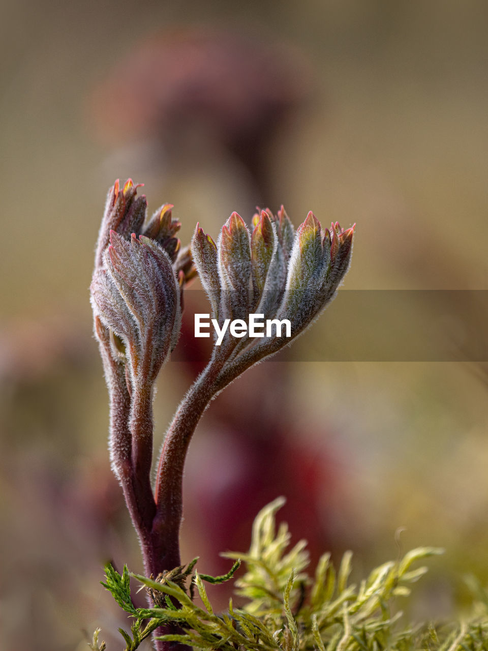 Close-up of flowering plant