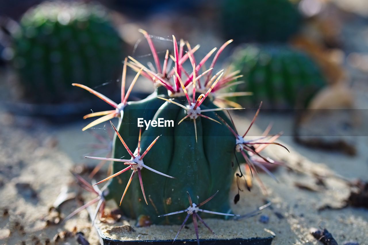 CLOSE-UP OF CACTUS GROWING ON FIELD