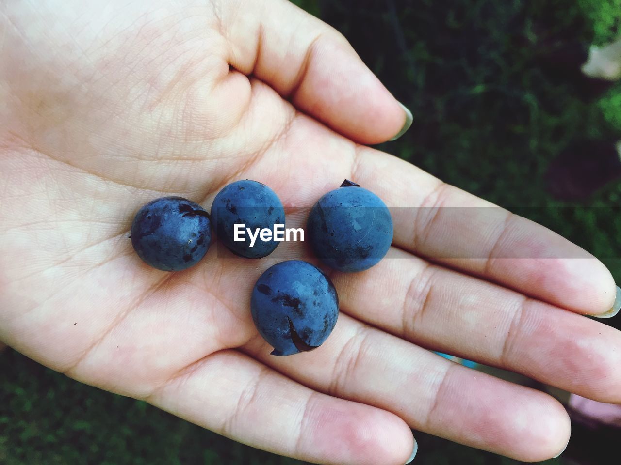 Close-up of woman holding blueberries