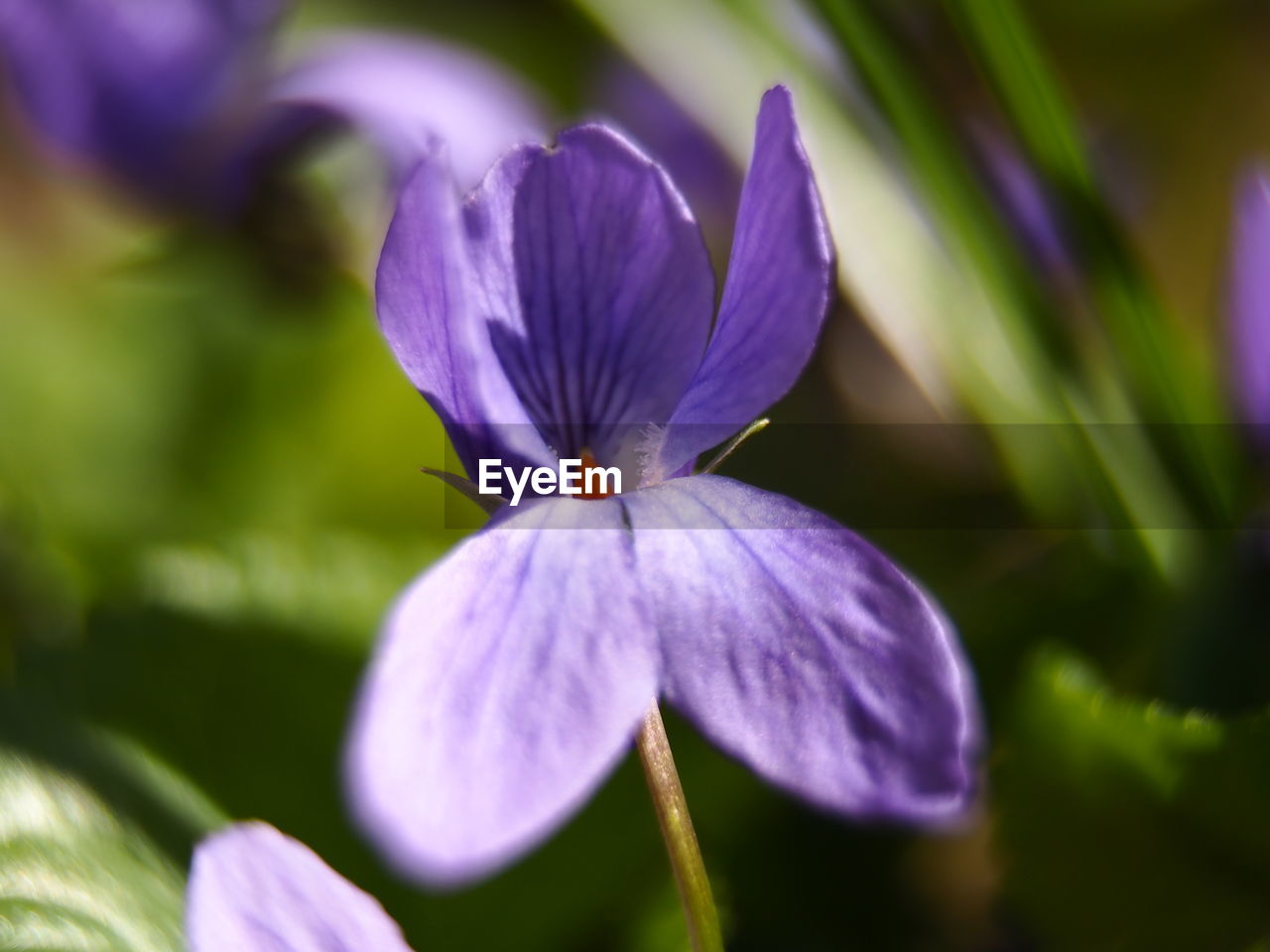 CLOSE-UP OF FRESH PURPLE FLOWER