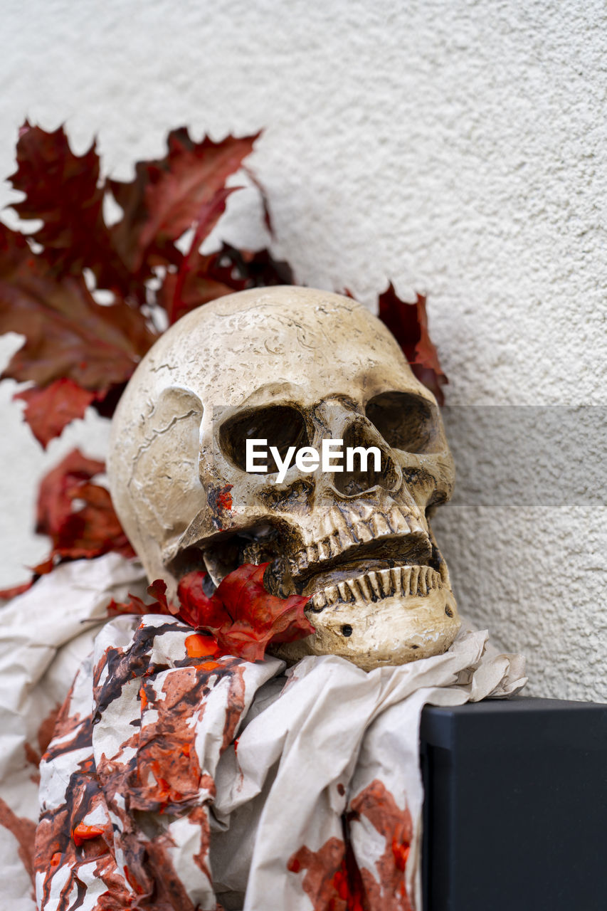 Close-up of human halloween decoration with skull and red autumn leaves on white background wall.