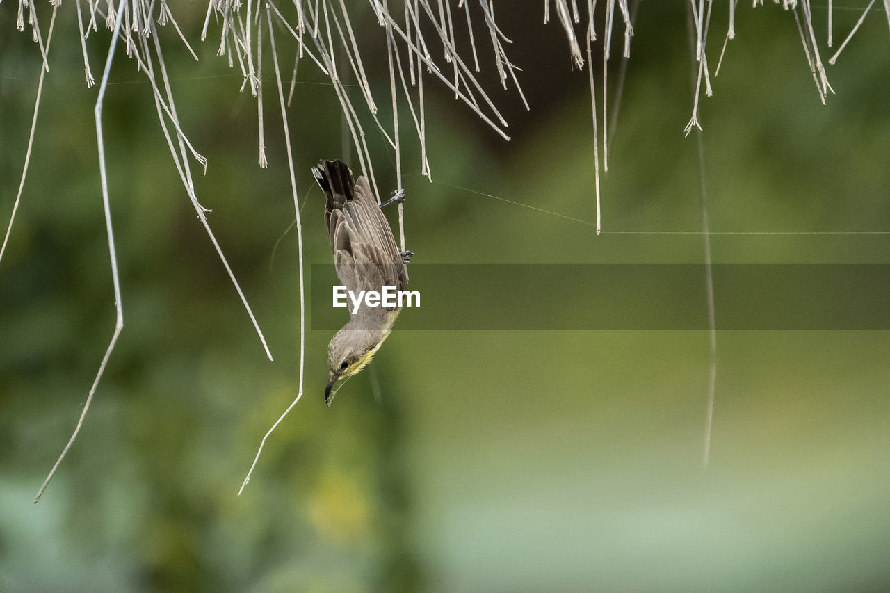 Bird hanging upside down 