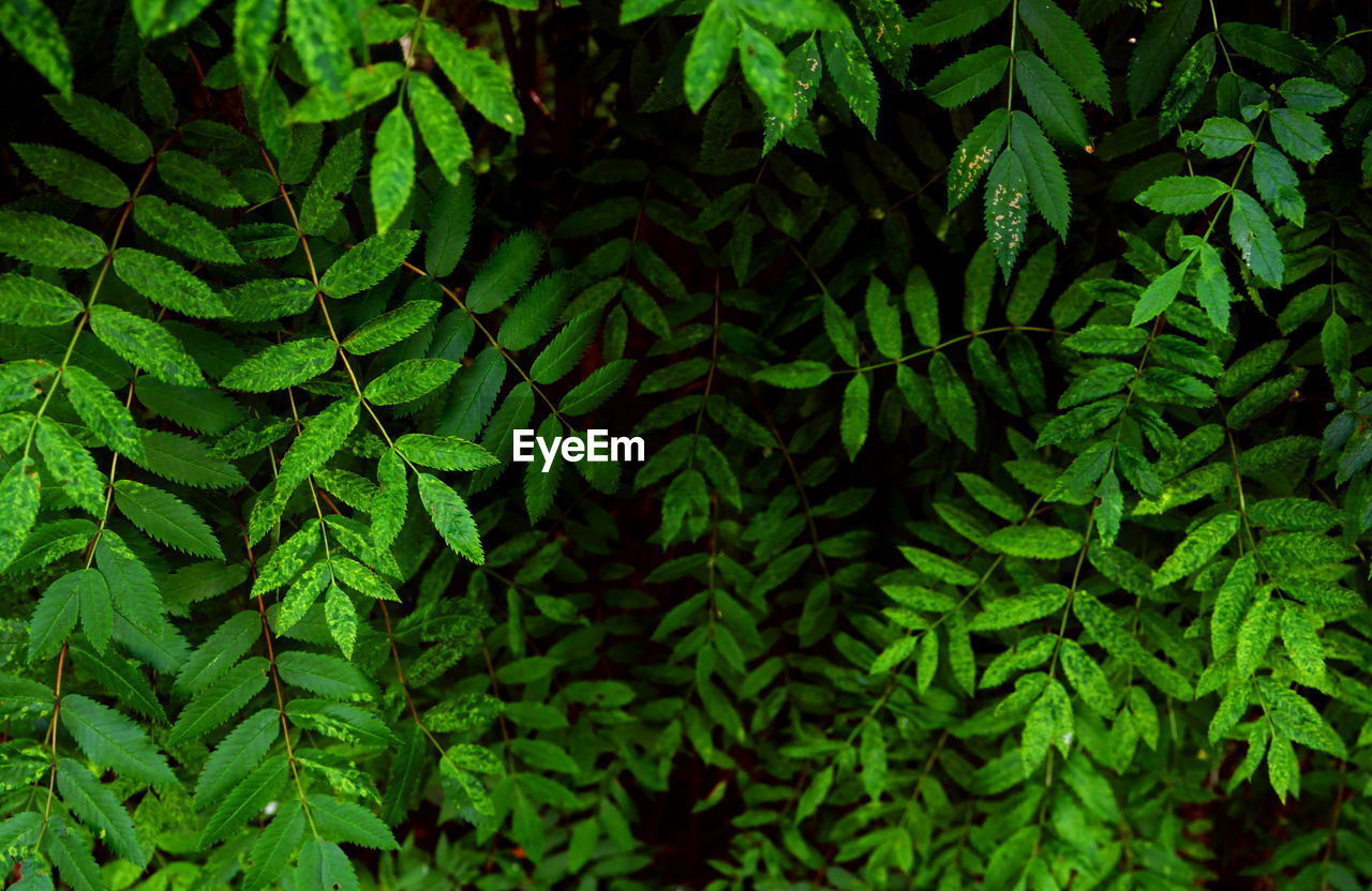 Close-up of rowan leaves