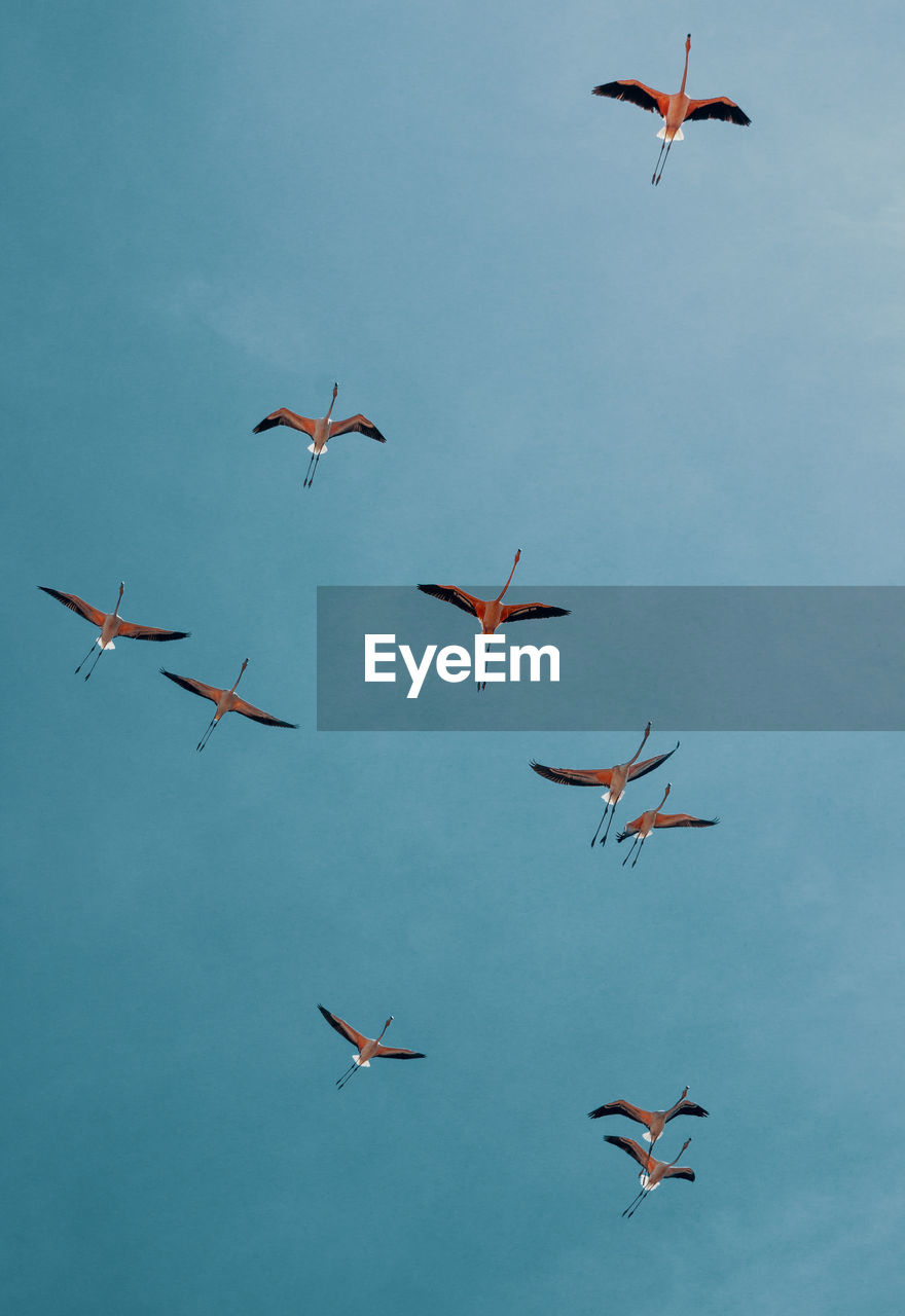 Low angle view of flamingos flying against sky