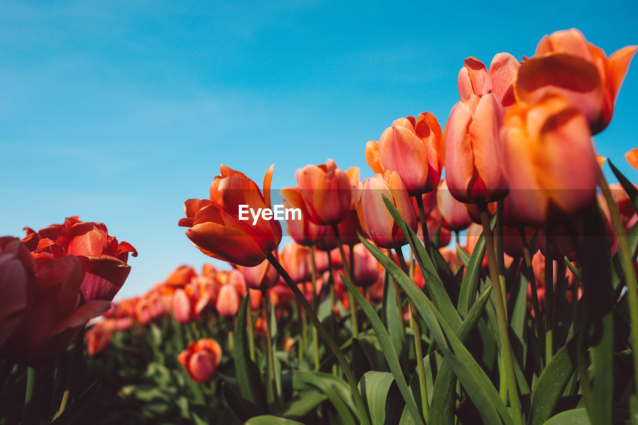 close-up of pink flowering plants against sky