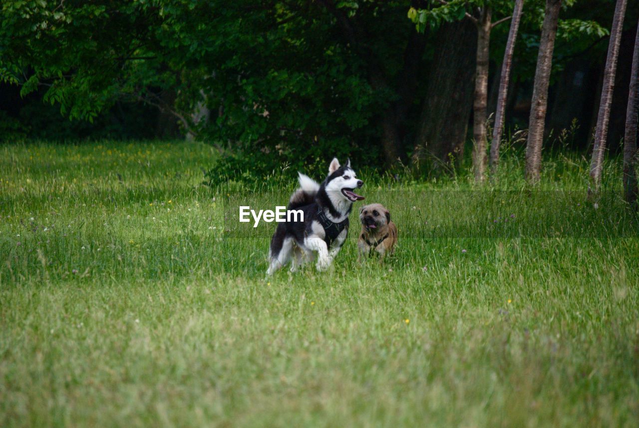 TWO DOGS RUNNING ON FIELD