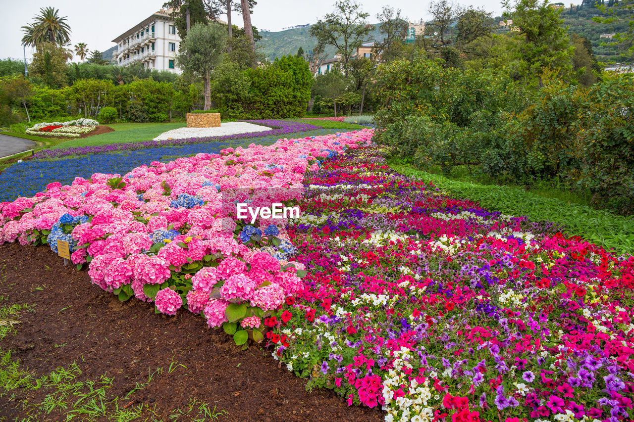 PINK FLOWERING PLANTS IN PARK